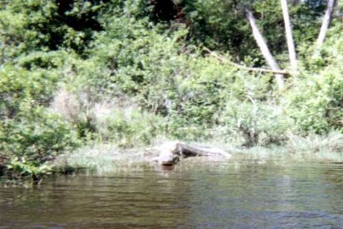That's no 'Stranger on the Shore' - that's a 'gator